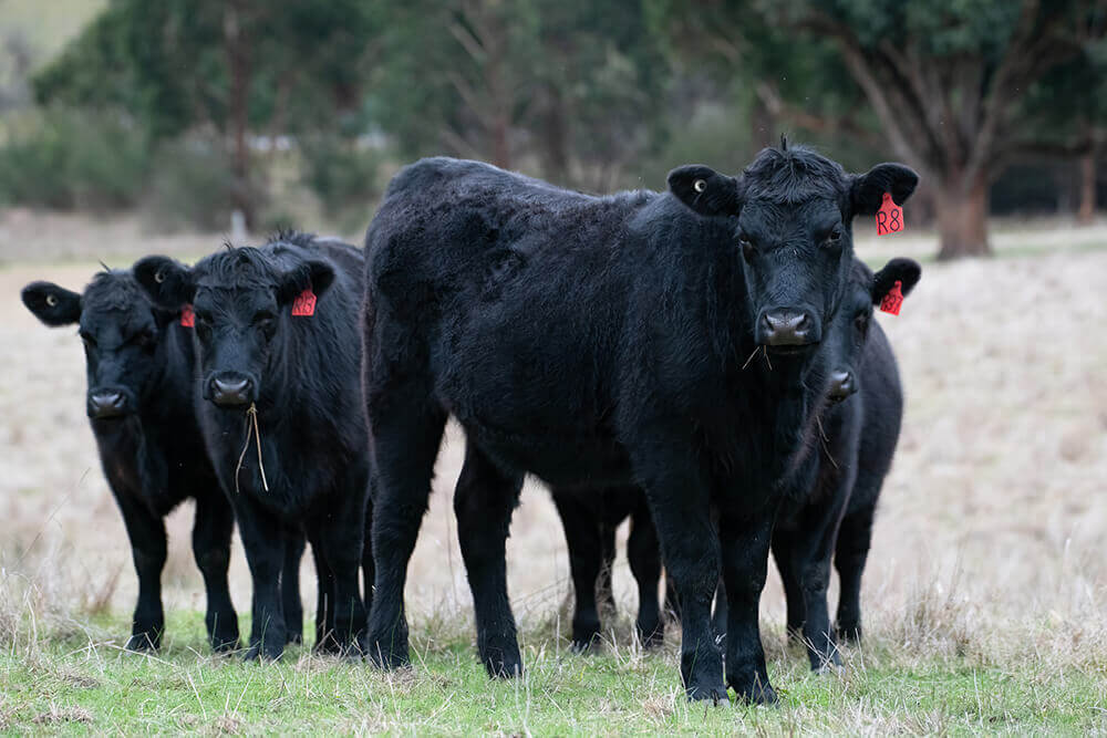 commercio bovini angus neri